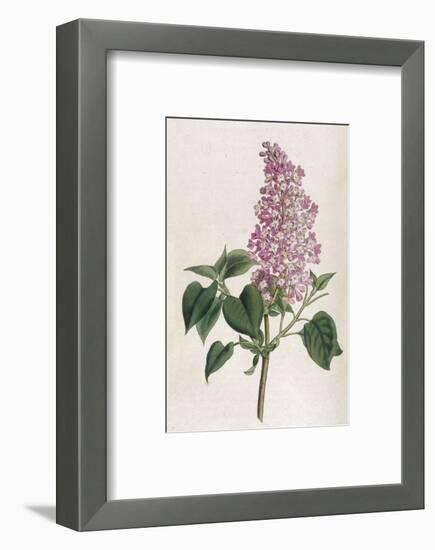 Common Lilac-William Curtis-Framed Photographic Print