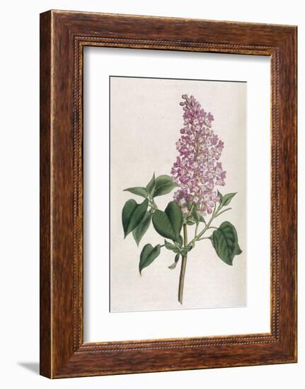 Common Lilac-William Curtis-Framed Photographic Print