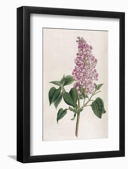 Common Lilac-William Curtis-Framed Photographic Print