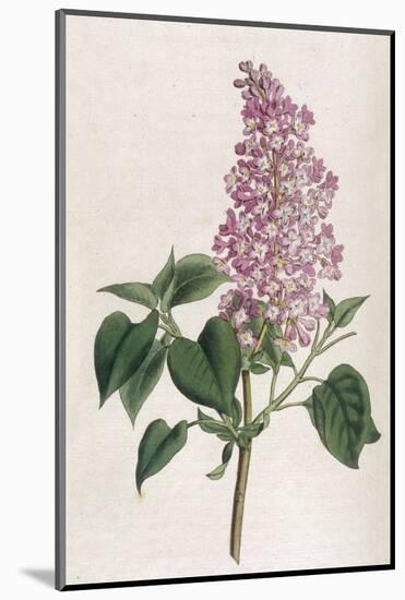 Common Lilac-William Curtis-Mounted Photographic Print