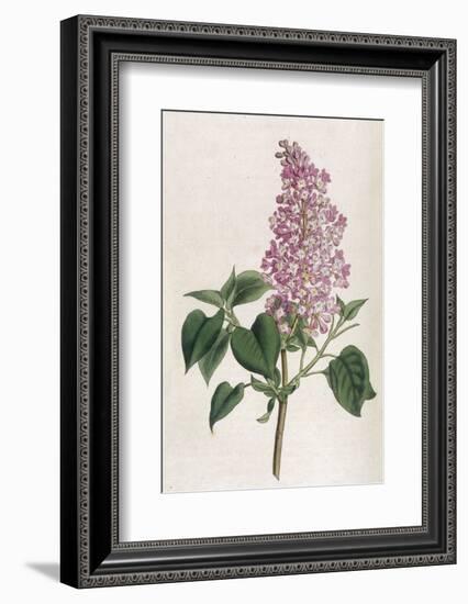 Common Lilac-William Curtis-Framed Photographic Print