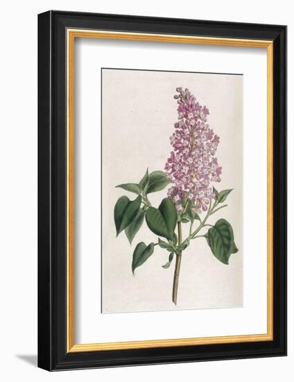 Common Lilac-William Curtis-Framed Photographic Print