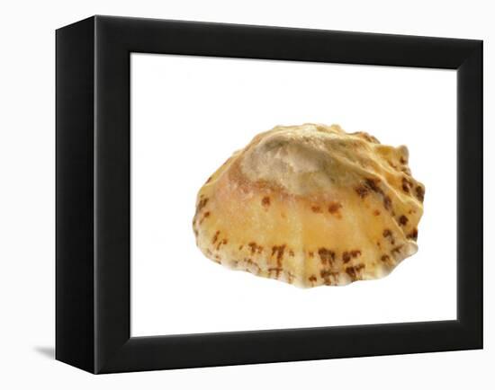 Common Limpet Shell, Normandy, France-Philippe Clement-Framed Premier Image Canvas