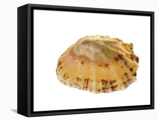 Common Limpet Shell, Normandy, France-Philippe Clement-Framed Premier Image Canvas