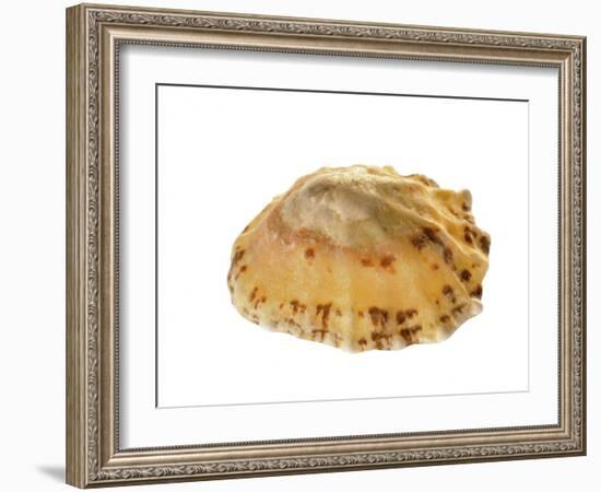 Common Limpet Shell, Normandy, France-Philippe Clement-Framed Photographic Print