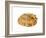 Common Limpet Shell, Normandy, France-Philippe Clement-Framed Photographic Print