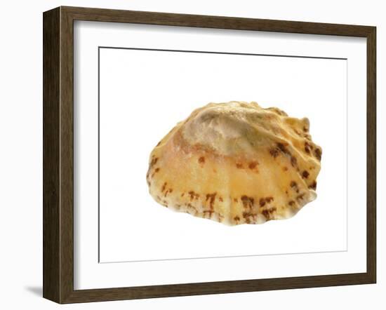 Common Limpet Shell, Normandy, France-Philippe Clement-Framed Photographic Print