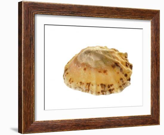 Common Limpet Shell, Normandy, France-Philippe Clement-Framed Photographic Print