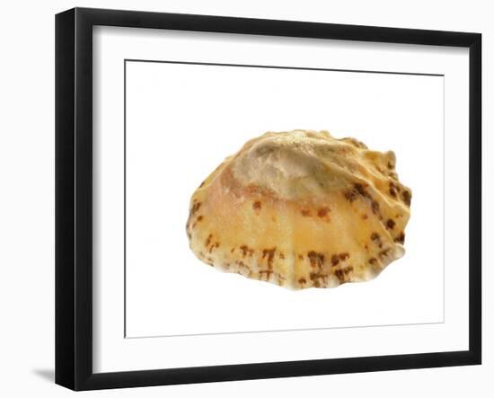 Common Limpet Shell, Normandy, France-Philippe Clement-Framed Photographic Print