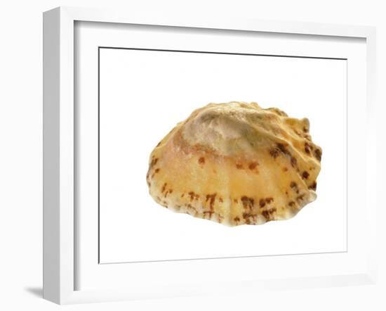 Common Limpet Shell, Normandy, France-Philippe Clement-Framed Photographic Print