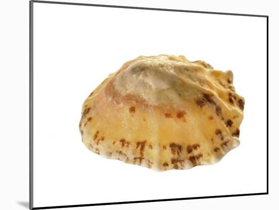 Common Limpet Shell, Normandy, France-Philippe Clement-Mounted Photographic Print
