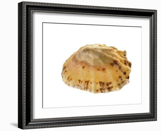 Common Limpet Shell, Normandy, France-Philippe Clement-Framed Photographic Print