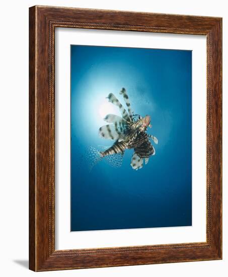 Common Lionfish (Pterois Miles) from Below, Back-Lit by the Sun, Naama Bay-Mark Doherty-Framed Photographic Print