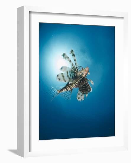 Common Lionfish (Pterois Miles) from Below, Back-Lit by the Sun, Naama Bay-Mark Doherty-Framed Photographic Print