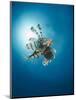 Common Lionfish (Pterois Miles) from Below, Back-Lit by the Sun, Naama Bay-Mark Doherty-Mounted Photographic Print