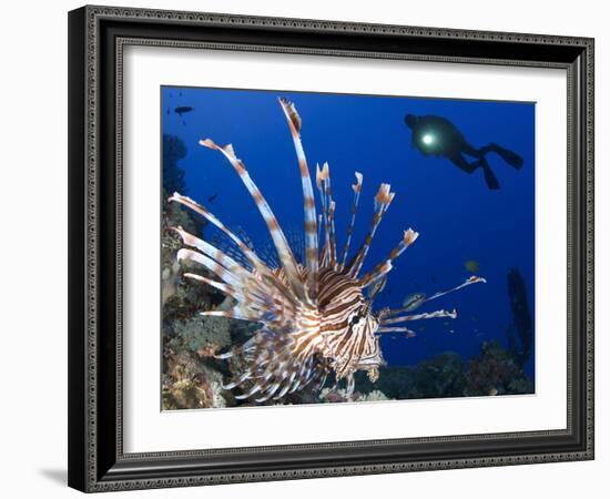 Common Lionfish with Diver in Background, Solomon Islands-Stocktrek Images-Framed Photographic Print