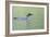 Common Loon 4-Gordon Semmens-Framed Photographic Print