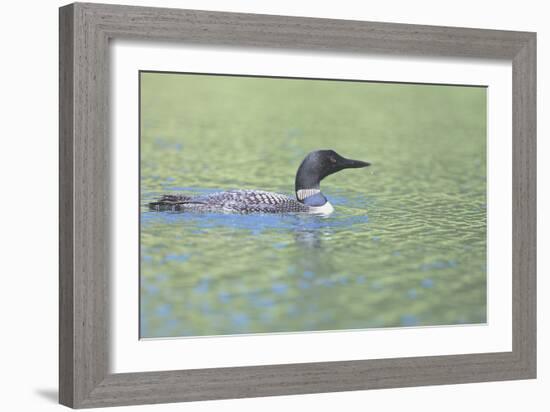 Common Loon 4-Gordon Semmens-Framed Photographic Print