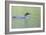 Common Loon 4-Gordon Semmens-Framed Photographic Print