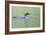 Common Loon 4-Gordon Semmens-Framed Photographic Print