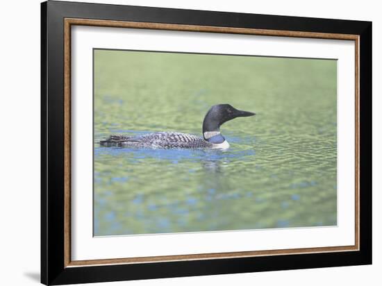 Common Loon 4-Gordon Semmens-Framed Photographic Print