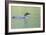 Common Loon 4-Gordon Semmens-Framed Photographic Print