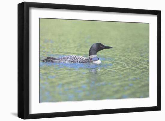 Common Loon 4-Gordon Semmens-Framed Photographic Print