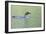 Common Loon 4-Gordon Semmens-Framed Photographic Print