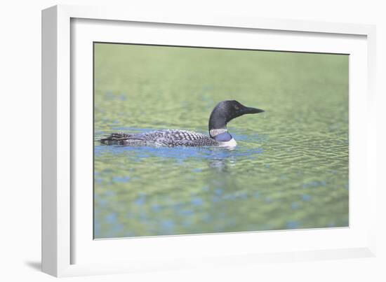 Common Loon 4-Gordon Semmens-Framed Photographic Print