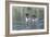 Common Loon 5-Gordon Semmens-Framed Photographic Print