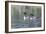 Common Loon 5-Gordon Semmens-Framed Photographic Print