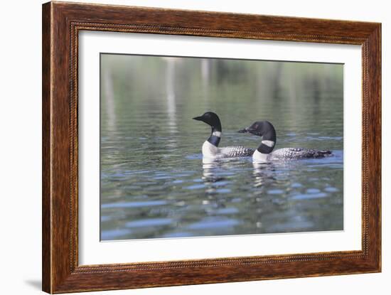 Common Loon 5-Gordon Semmens-Framed Photographic Print