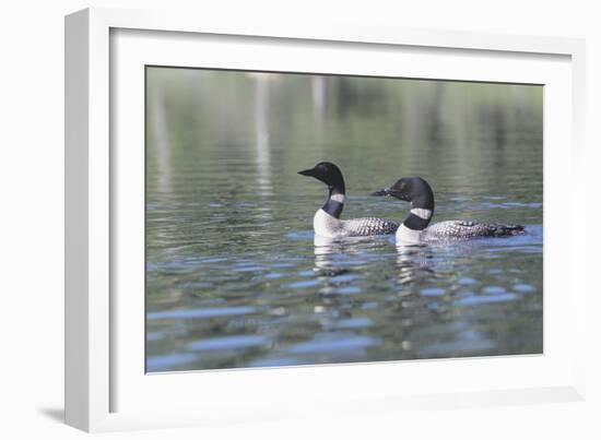 Common Loon 5-Gordon Semmens-Framed Photographic Print