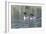 Common Loon 5-Gordon Semmens-Framed Photographic Print
