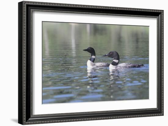 Common Loon 5-Gordon Semmens-Framed Photographic Print