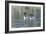 Common Loon 5-Gordon Semmens-Framed Photographic Print