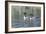 Common Loon 5-Gordon Semmens-Framed Photographic Print