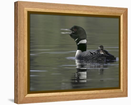 Common Loon Calling with Chick Riding on Back in Water, Kamloops, British Columbia, Canada-Arthur Morris-Framed Premier Image Canvas