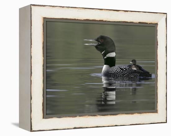 Common Loon Calling with Chick Riding on Back in Water, Kamloops, British Columbia, Canada-Arthur Morris-Framed Premier Image Canvas