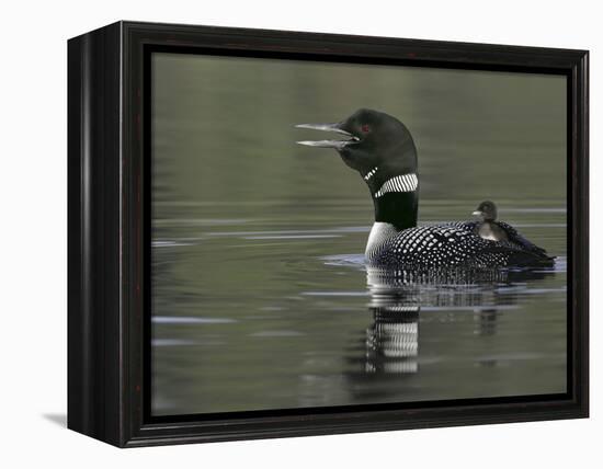 Common Loon Calling with Chick Riding on Back in Water, Kamloops, British Columbia, Canada-Arthur Morris-Framed Premier Image Canvas