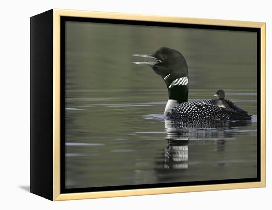 Common Loon Calling with Chick Riding on Back in Water, Kamloops, British Columbia, Canada-Arthur Morris-Framed Premier Image Canvas
