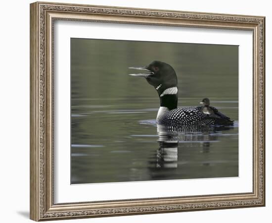 Common Loon Calling with Chick Riding on Back in Water, Kamloops, British Columbia, Canada-Arthur Morris-Framed Photographic Print