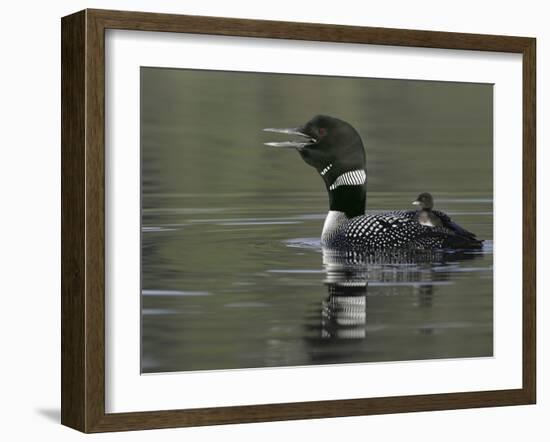 Common Loon Calling with Chick Riding on Back in Water, Kamloops, British Columbia, Canada-Arthur Morris-Framed Photographic Print