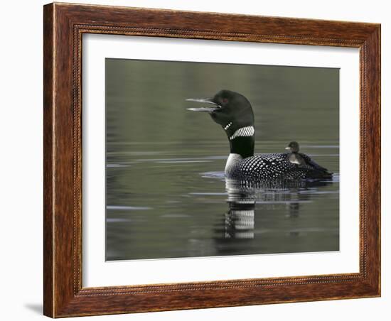 Common Loon Calling with Chick Riding on Back in Water, Kamloops, British Columbia, Canada-Arthur Morris-Framed Photographic Print