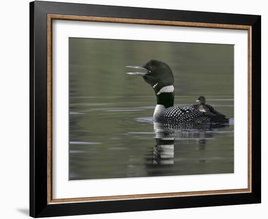 Common Loon Calling with Chick Riding on Back in Water, Kamloops, British Columbia, Canada-Arthur Morris-Framed Photographic Print