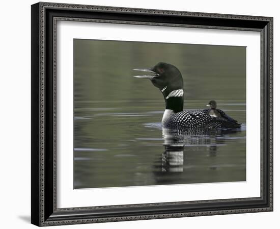 Common Loon Calling with Chick Riding on Back in Water, Kamloops, British Columbia, Canada-Arthur Morris-Framed Photographic Print