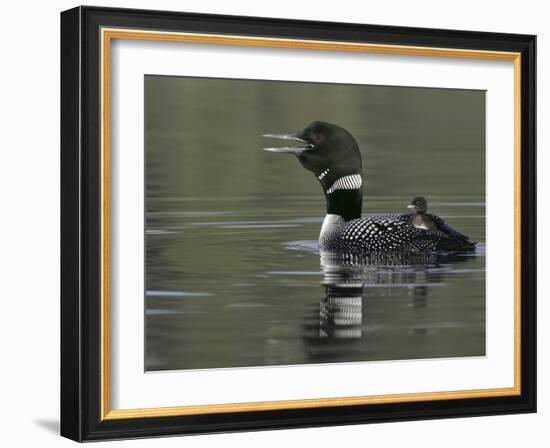 Common Loon Calling with Chick Riding on Back in Water, Kamloops, British Columbia, Canada-Arthur Morris-Framed Photographic Print