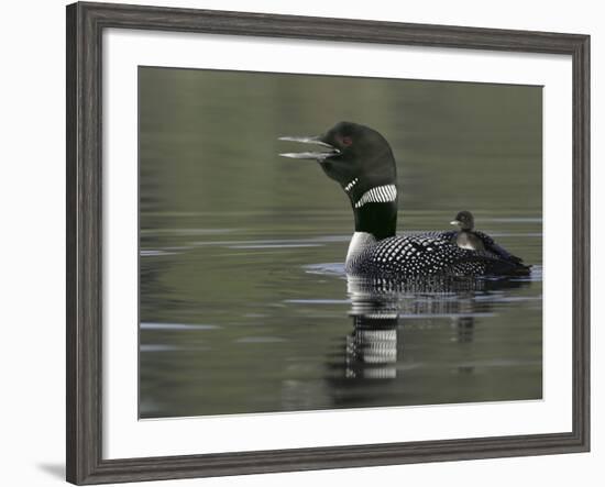 Common Loon Calling with Chick Riding on Back in Water, Kamloops, British Columbia, Canada-Arthur Morris-Framed Photographic Print