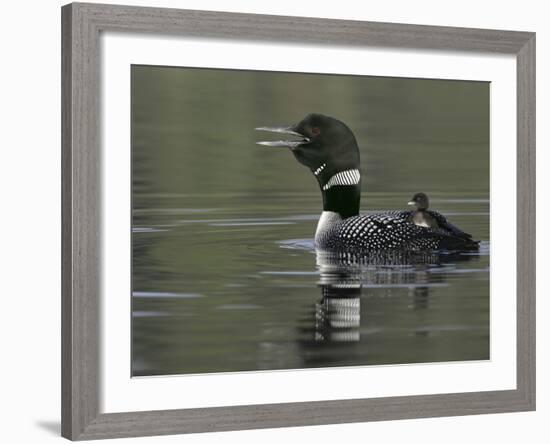 Common Loon Calling with Chick Riding on Back in Water, Kamloops, British Columbia, Canada-Arthur Morris-Framed Photographic Print