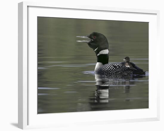 Common Loon Calling with Chick Riding on Back in Water, Kamloops, British Columbia, Canada-Arthur Morris-Framed Photographic Print